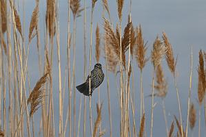 Blackbird, Red-winged, 2025-05037037 Parker River NWR, MA